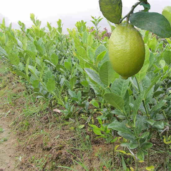 Touchheakthy Supply Yellow Lemon Seeds/Lime Seeds/Citrus Limon Seeds