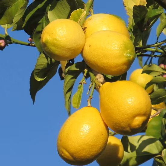 Touchheakthy Supply Yellow Lemon Seeds/Lime Seeds/Citrus Limon Seeds