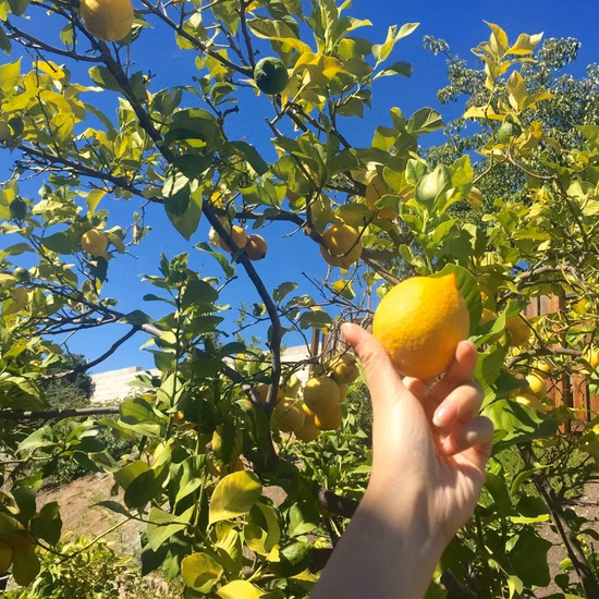 Touchheakthy Supply Yellow Lemon Seeds/Lime Seeds/Citrus Limon Seeds