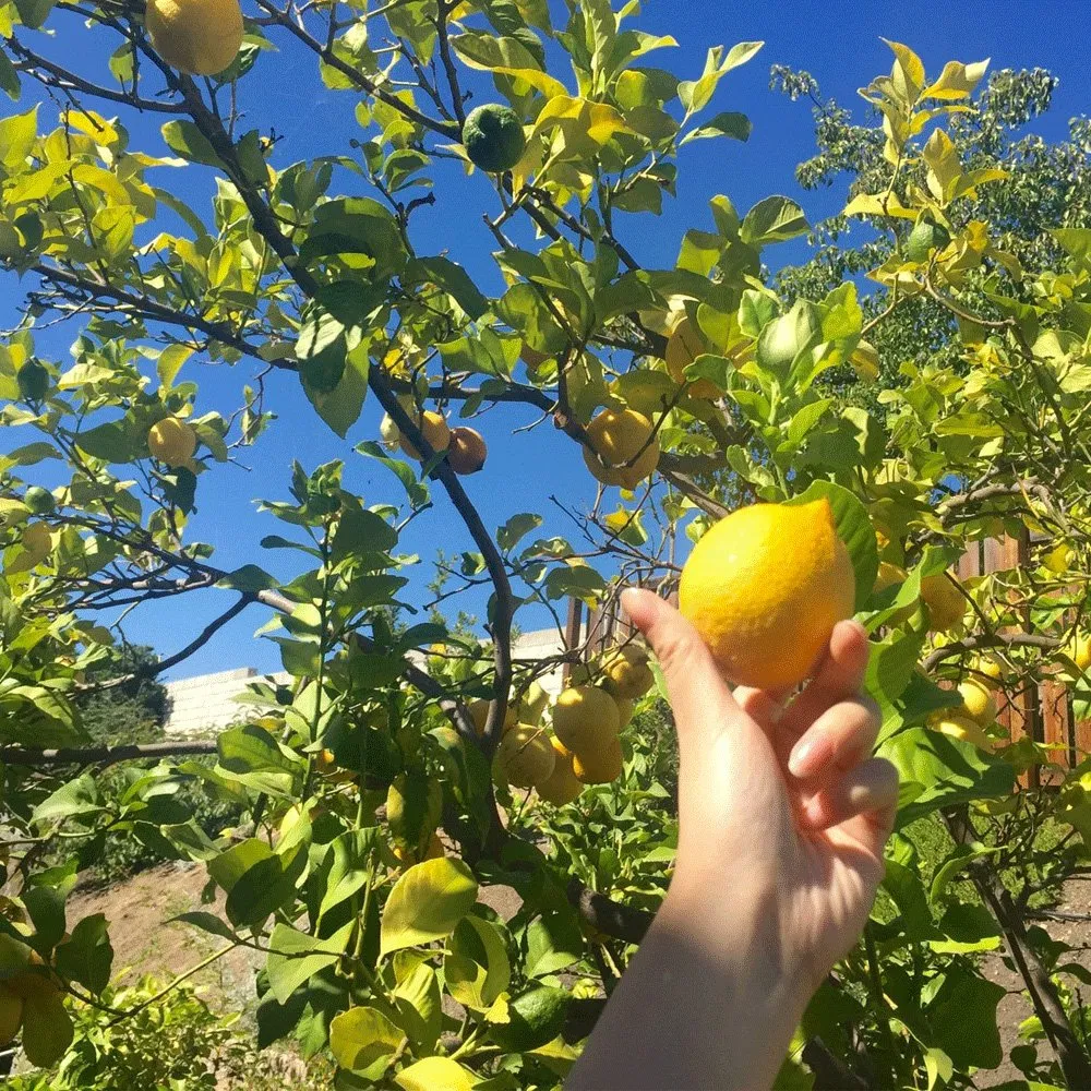 Touchheakthy fornece sementes de limão amarelo/sementes de limão/sementes de limão cítrico